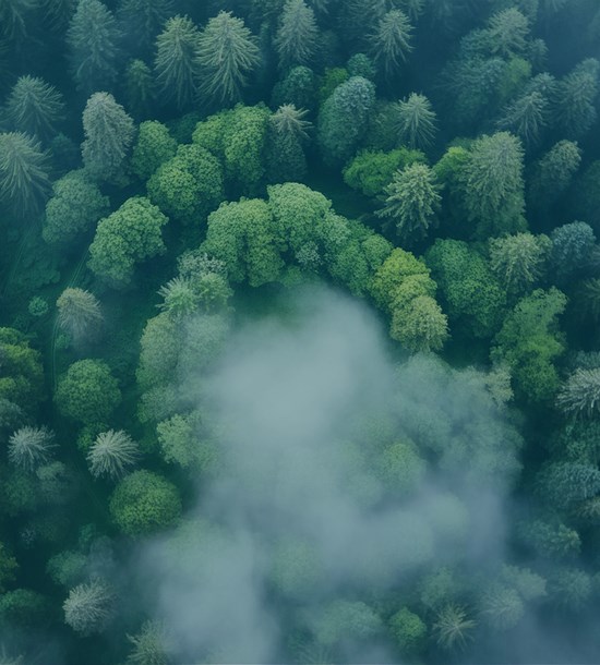 Boosting Bioeconomy Through Collaboration: A Deep Dive into EU's Challenges and Opportunities